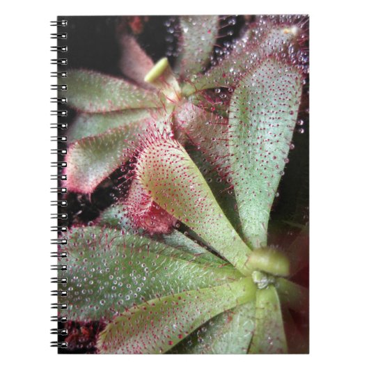 Hamilton's Sundew Pflanze Foto Notizblock (Vorderseite)