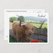 Hamish the Hairy Coo, Schottland Postkarte (Vorne/Hinten)