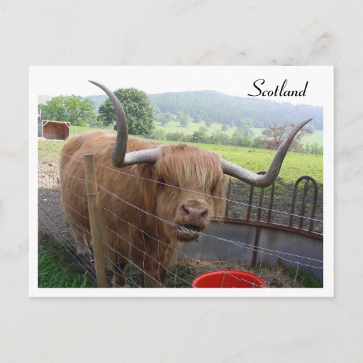Hamish the Hairy Coo, Schottland Postkarte (Vorderseite)