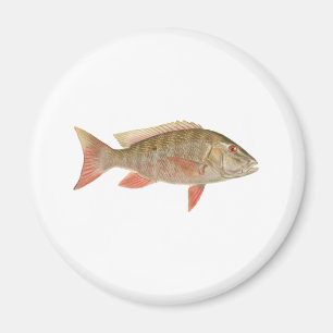 Hammelfleisch-Rotbarsch-Illustration Magnet