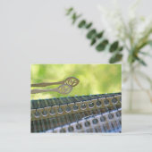 Hammer Dulcimer Mallets Postkarte (Stehend Vorderseite)