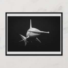 Hammer head shark BW 002 Carte postale ハンマーヘッド Postkarte
