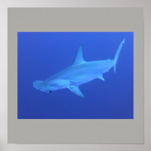Hammerhead Shark Fish Swim Gray Gray Typ Gal Poster (Vorne)