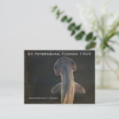 Hammerhead Shark Florida Postcard Postkarte (Stehend Vorderseite)