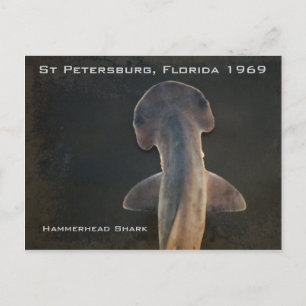 Hammerhead Shark Florida Postcard Postkarte