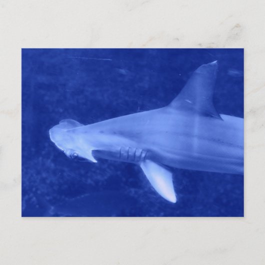 Hammerhead Shark Postcard Postkarte (Vorderseite)