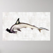 Hammerhead Shark Poster (Vorne)