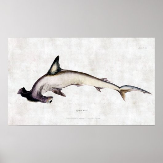 Hammerhead Shark Poster (Vorne)