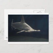Hammerhead Shark Postkarte (Vorne/Hinten)