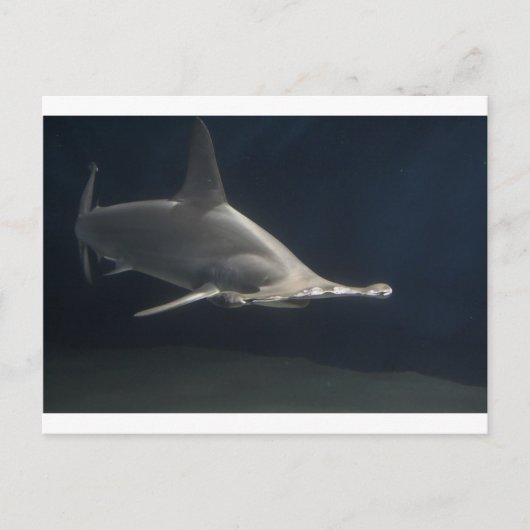 Hammerhead Shark Postkarte (Vorderseite)