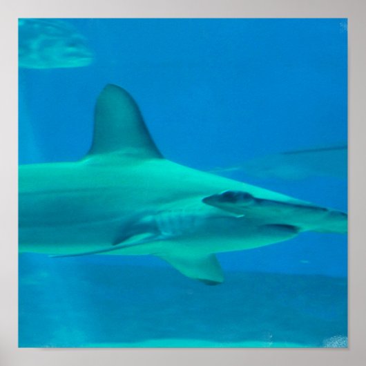 Hammerhead Shark Underwater Poster (Vorne)
