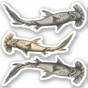Hammerhead Sharks Aufkleber