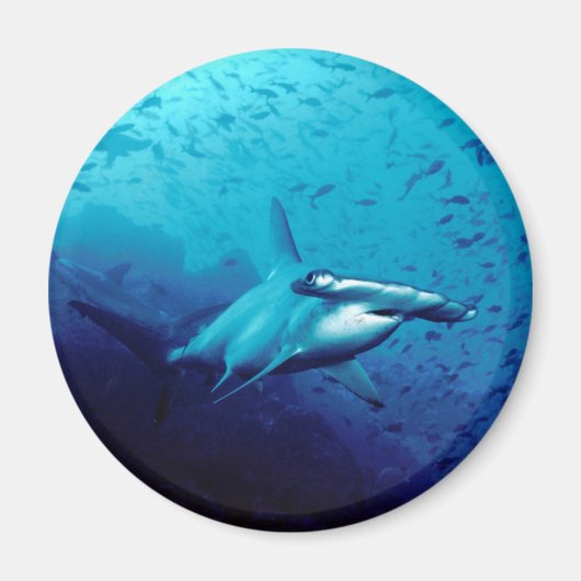 Hammerkopfhai Magnet (Vorne)