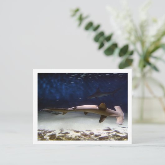 Hammerkopfhai Postkarte (Stehend Vorderseite)