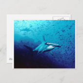 Hammerkopfhai Postkarte (Vorne/Hinten)