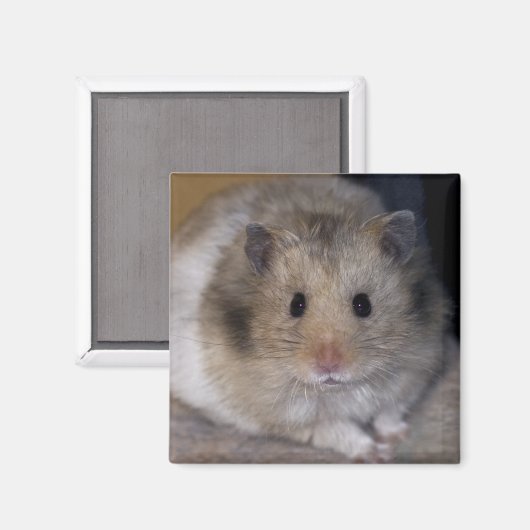 Hammie Magnet (Vorderseite/Rückseite)