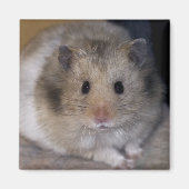 Hammie Magnet (Vorne)