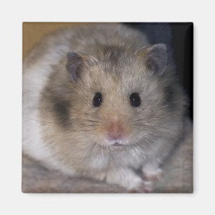 Hammie Magnet