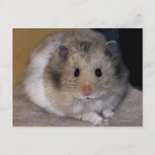 Hammie Postcard Postkarte