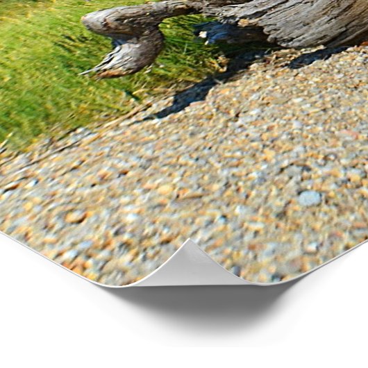 Hammonasset Driftwood Poster (Ecke)