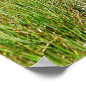 Hammonasset Marsh Poster (Ecke)