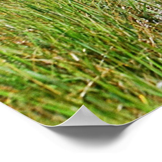 Hammonasset Marsh Poster (Ecke)