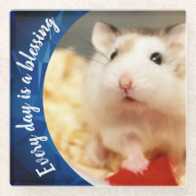 Hammyville - Niedlich Robo Hamster