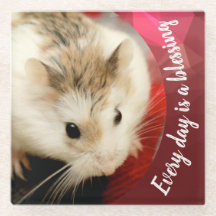 Hammyville - Niedlich Robo Hamster