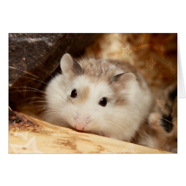 Hammyville - Niedlicher Hamster (Vorderseite (Horizontal))