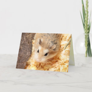 Hammyville - Niedlicher Hamster Karte