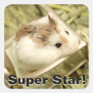 Hammyville - Niedlicher Hamster Quadratischer Aufkleber