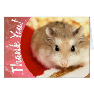 Hammyville - Niedlicher Hamster Vielen Dank