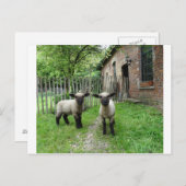 Hampshire Down Lämmer Postkarte (Vorne/Hinten)