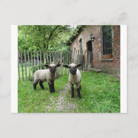 Hampshire Down Lämmer Postkarte (Vorderseite)