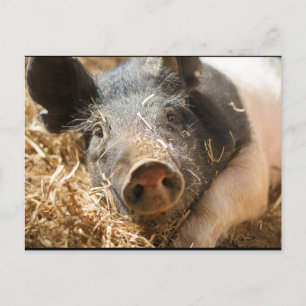 Hampshire Pig Postcard Postkarte