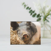 Hampshire Pig Postcard Postkarte (Stehend Vorderseite)
