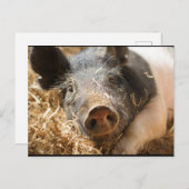 Hampshire Pig Postcard Postkarte (Vorne/Hinten)