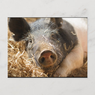 Hampshire Pig Postcard Postkarte
