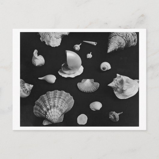 Hamptons 'Seashells' POSTCARD Postkarte (Vorderseite)