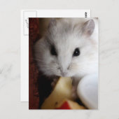 Hamsteer Postcard Postkarte (Vorne/Hinten)