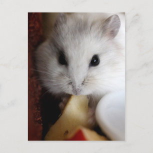 Hamsteer Postcard Postkarte