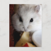 Hamsteer Postcard Postkarte (Vorderseite)