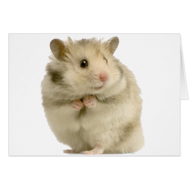 Hamster (Vorderseite (Horizontal))