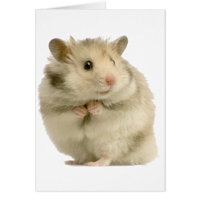 Hamster (Vorne)