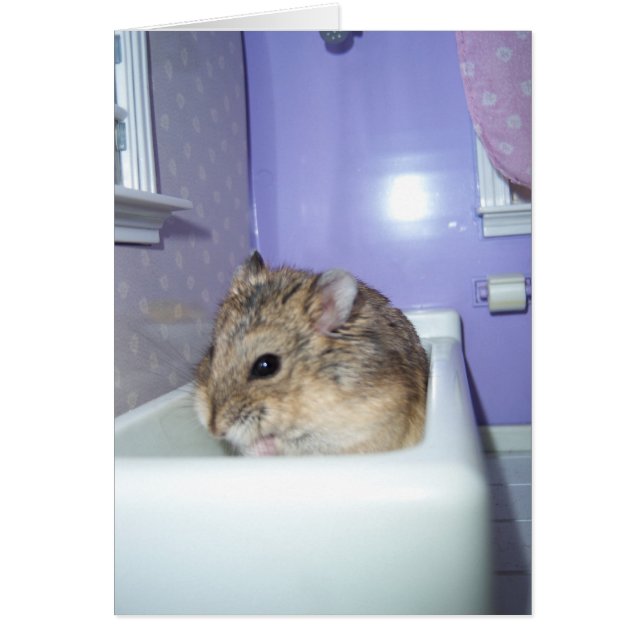 Hamster Bath (Vorne)