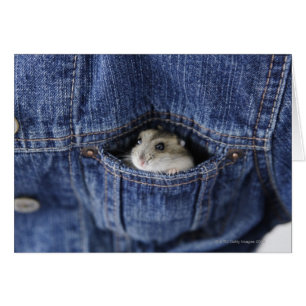 Hamster in Tasche