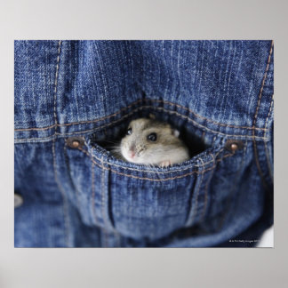 Hamster in Tasche Poster