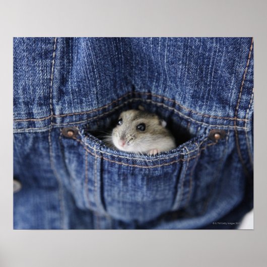 Hamster in Tasche Poster (Vorne)