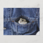 Hamster in Tasche Postkarte (Vorderseite)