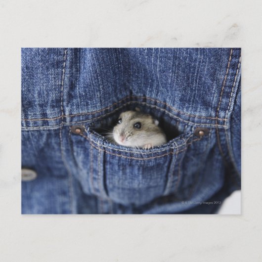 Hamster in Tasche Postkarte (Vorderseite)